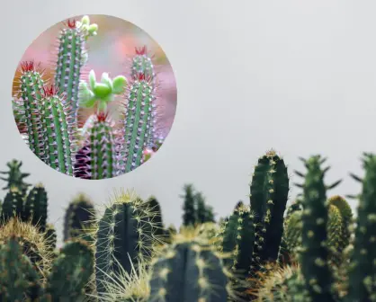La planta nativa de Durango que fue usada para nombrar un género musical 