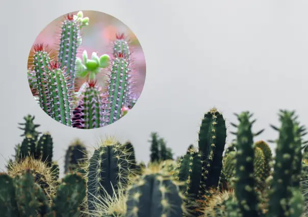 La planta nativa de Durango que fue usada para nombrar un género musical 