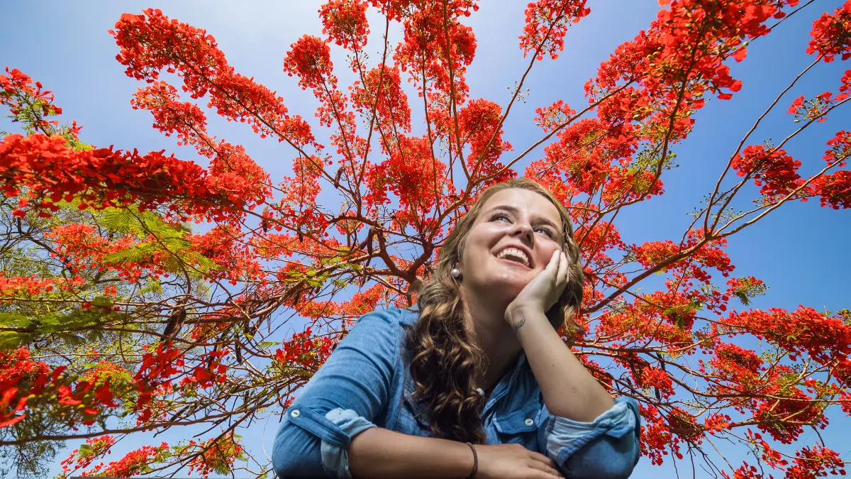 Este pintoresco árbol florece en Yucatán entre mayo y agosto Foto: Canva/Alexis Lara