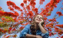 Este es el exótico y colorido árbol que llegó a Yucatán desde África