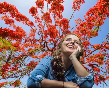 Este es el exótico y colorido árbol que llegó a Yucatán desde África