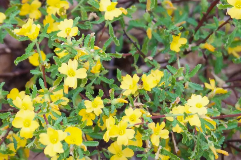 Damiana (Turnera diffusa). Foto: iNaturalist