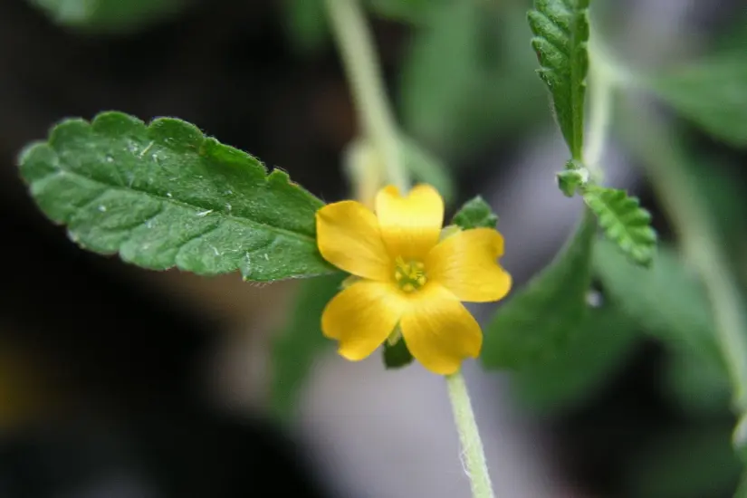 A la damiana se le atribuyen propiedades afrodisíacas. Foto: iNaturalist