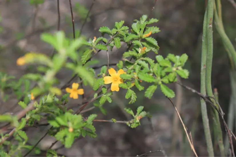 Foto: iNaturalist