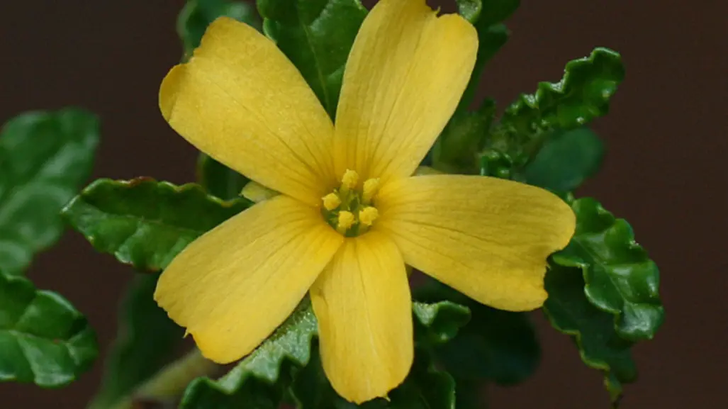 Descubre la flor nativa de Tamaulipas a la que se le atribuyen propiedades afrodisíacas