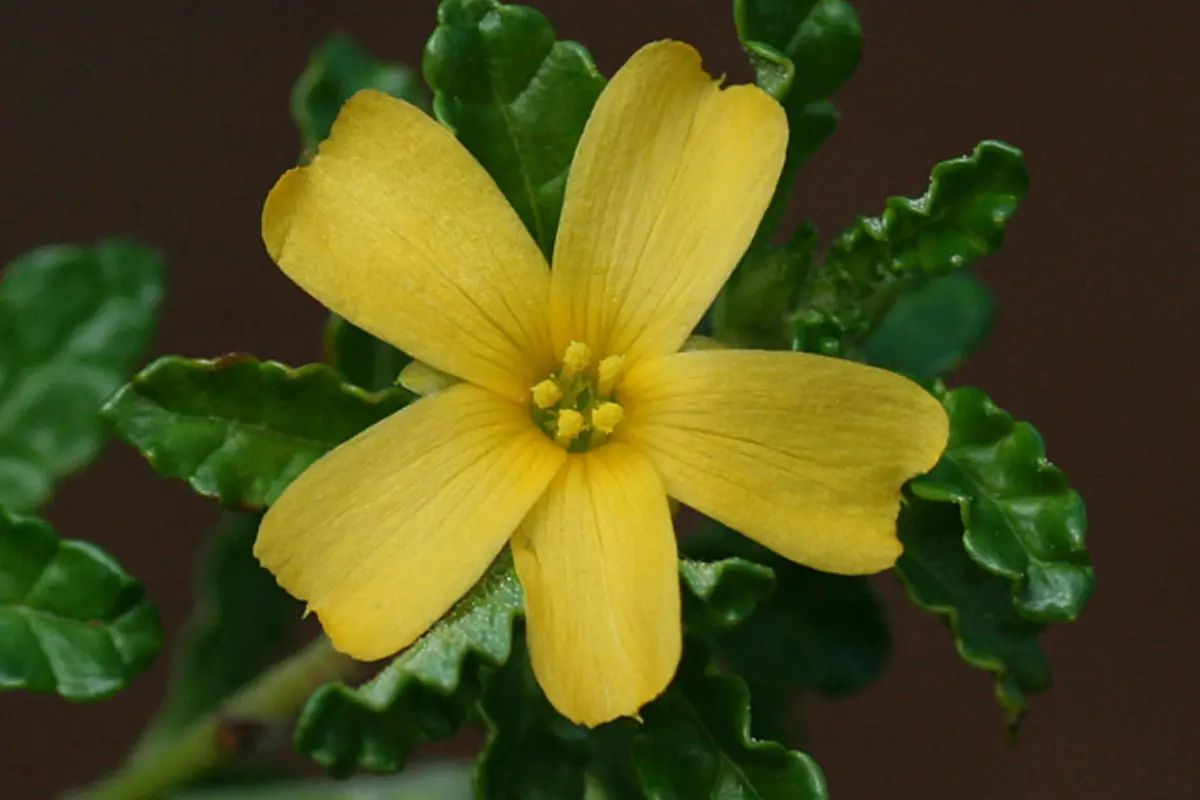 La damiana es un arbusto de hojas aromáticas y flores amarillas muy común en el noreste de México. Foto: iNaturalist