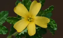 Descubre la flor nativa de Tamaulipas a la que se le atribuyen propiedades afrodisíacas