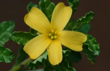 Descubre la flor nativa de Tamaulipas a la que se le atribuyen propiedades afrodisíacas