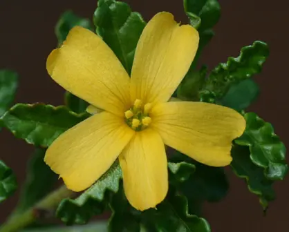 Descubre la flor nativa de Tamaulipas a la que se le atribuyen propiedades afrodisíacas