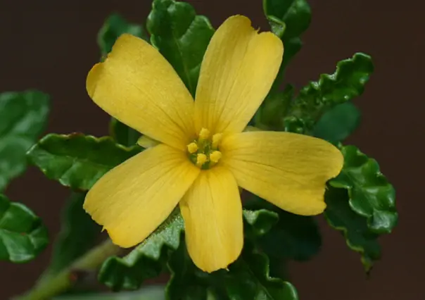 Descubre la flor nativa de Tamaulipas a la que se le atribuyen propiedades afrodisíacas