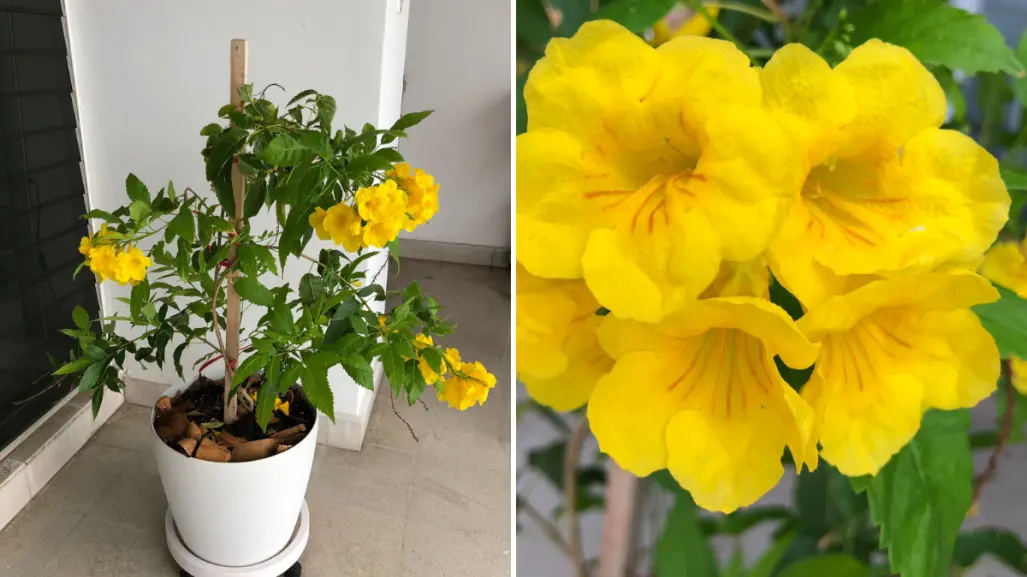 Esas flores amarillas que florecen en BCS y casi nadie reconoce