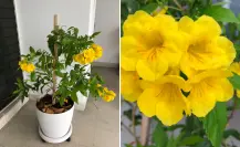 Esas flores amarillas que florecen en BCS y casi nadie reconoce