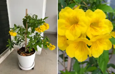 Esas flores amarillas que florecen en BCS y casi nadie reconoce