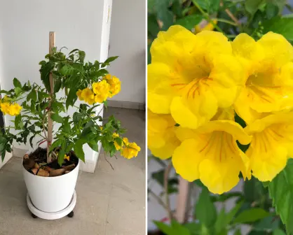 Esas flores amarillas que florecen en BCS y casi nadie reconoce