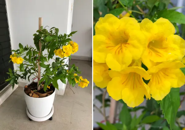 Esas flores amarillas que florecen en BCS y casi nadie reconoce