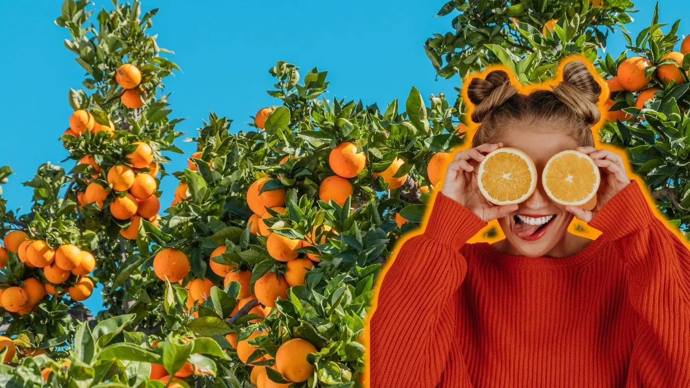 ¿Cuál es la fruta que llegó con los españoles a Yucatán para quedarse?. Foto: Canva / Adity Cupil