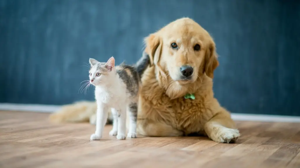 Distintivo Pet Friendly en Coahuila ¿de qué trata?
