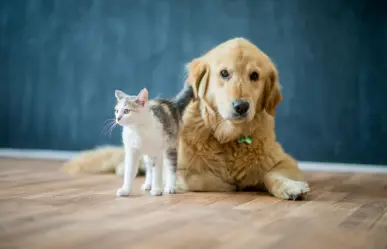 Distintivo Pet Friendly en Coahuila ¿de qué trata?