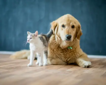 Distintivo Pet Friendly en Coahuila ¿de qué trata?