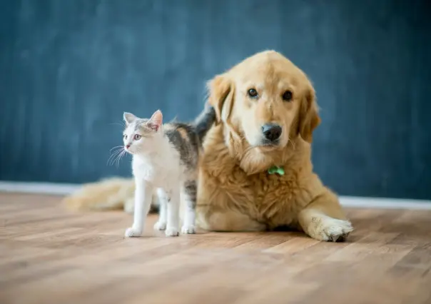 Distintivo Pet Friendly en Coahuila ¿de qué trata?