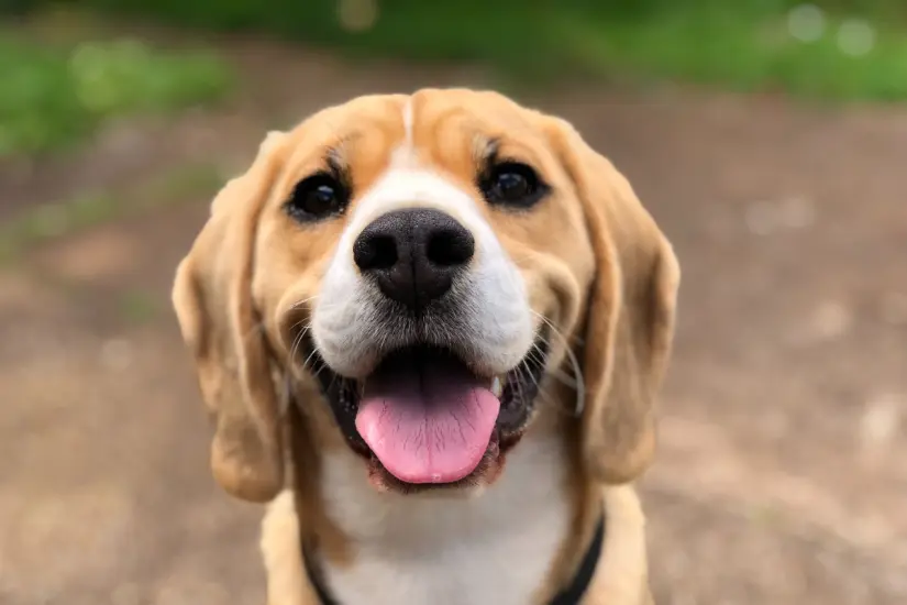 Celebramos el Día Mundial del Perro, una fecha para honrar la lealtad de estos seres maravillosos y promover su bienestar. Foto: Canva