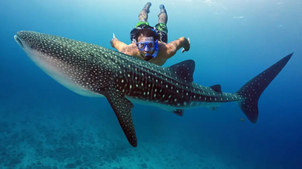 El mejor lugar para nadar con tiburones en México, está en Isla Mujeres y cuesta menos de 2000 pesos