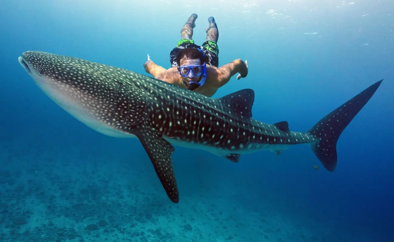 ¿Dónde se puede nadar con tiburones ballena en Isla Mujeres? Foto: Canva