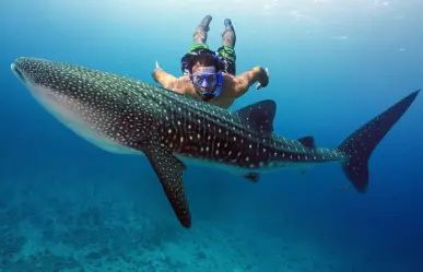 El mejor lugar para nadar con tiburones en México, está en Isla Mujeres y cuesta menos de 2000 pesos