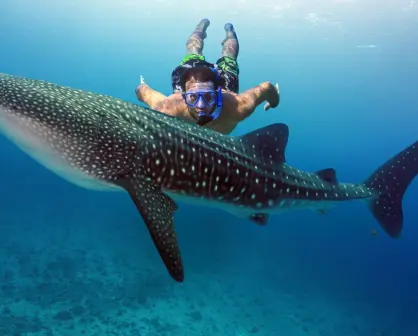 El mejor lugar para nadar con tiburones en México, está en Isla Mujeres y cuesta menos de 2000 pesos