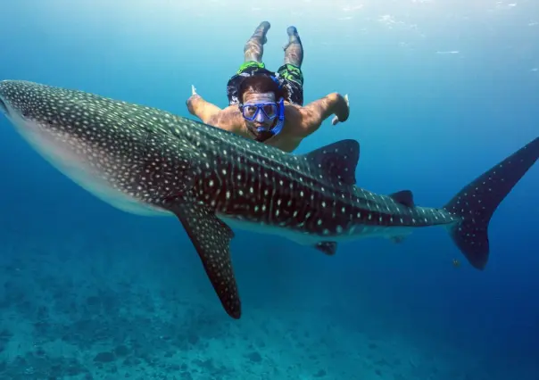 El mejor lugar para nadar con tiburones en México, está en Isla Mujeres y cuesta menos de 2000 pesos