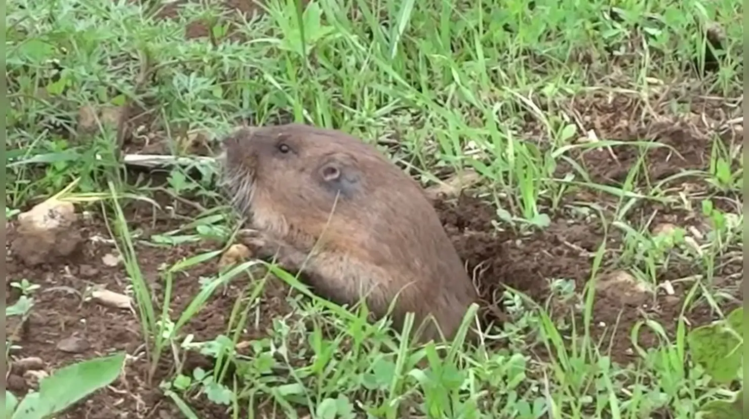 Este animal nativo de Durango tiene unos dientes grandes. Foto: Especial.