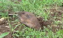 El animal nativo de Durango de enormes dientes que lo diferencian de especies parecidas