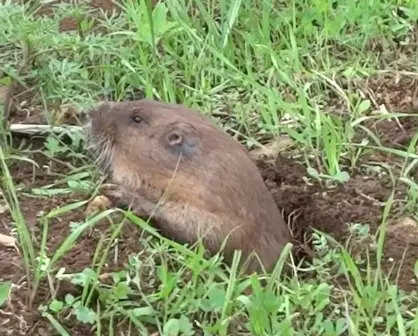 El animal nativo de Durango de enormes dientes que lo diferencian de especies parecidas