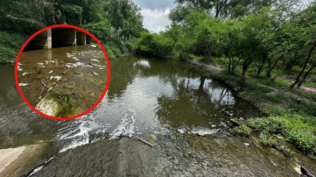 Ecocidio en el Río San Marcos: seguimiento sobre la mortandad de peces en ejidos de Güémez