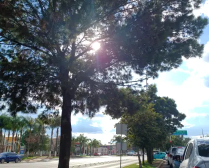 El árbol nativo de Durango que, según expertos, sirve para evitar derrumbes junto a los ríos