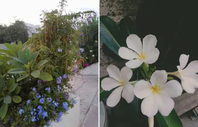 Los árboles nativos de Baja California Sur que puedes tener y no levantan banquetas