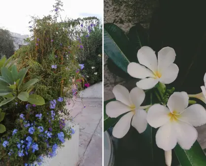 Los árboles nativos de Baja California Sur que puedes tener y no levantan banquetas