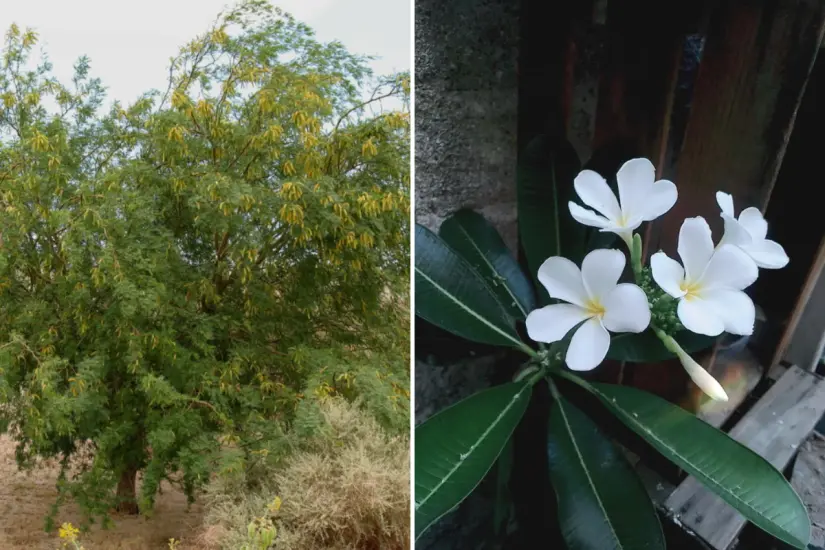 Mezquite dulce (Prosopis glandulosa) - Plumeria rubra. Foto: K Schneider / ÍNaturalistMX | Rosalva Castro / POSTA BCS