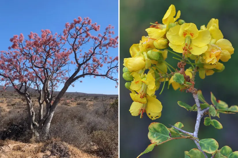 Pachycormus discolor (árbol elefante) - Palo Brasil (Haematoxylum brasiletto). Foto: Cesar Guerrero / ÍNaturalistMX | jrebman / ÍNaturalistMX 