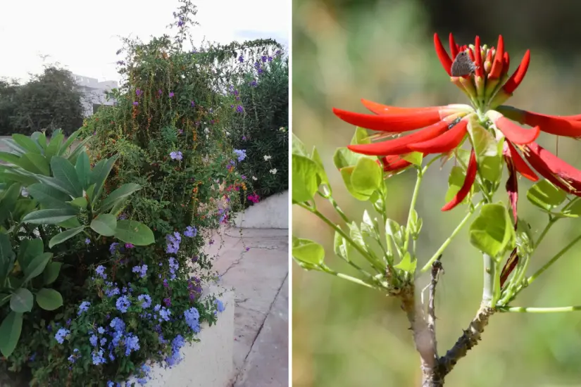 Duranta repens (o erecta) - Erythrina flabelliformis. Foto: Rosalva Castro / POSTA BCS | Damon Tighe / ÍNaturalistMX