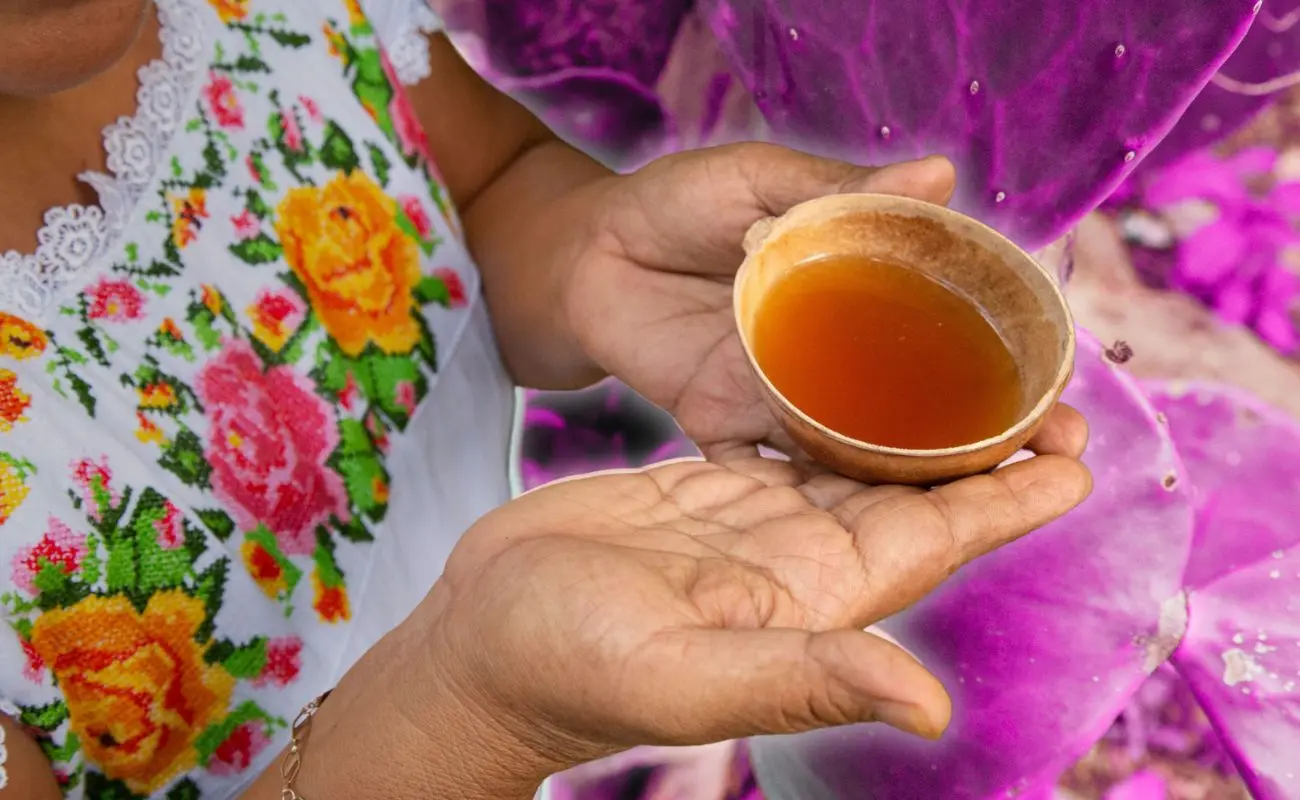 ¿Cuáles son 7 curiosidades sobre el Balché maya? Foto: Yucatán Travel | Canva