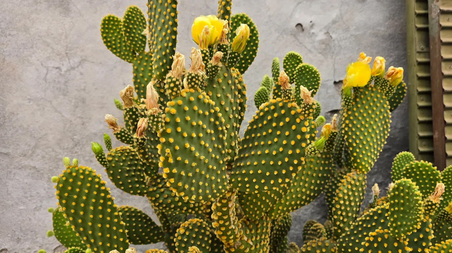 Foto: Gerardo Lares | Este es el cactus nativo de Durango cuyas flores amarillas son de las más llamativas, junto a sus largas espinas.