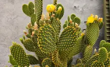 El cactus nativo de Durango de espinas largas cuyas flores amarillas son de las más llamativas