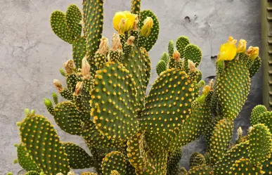 El cactus nativo de Durango de espinas largas cuyas flores amarillas son de las más llamativas