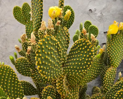 El cactus nativo de Durango de espinas largas cuyas flores amarillas son de las más llamativas