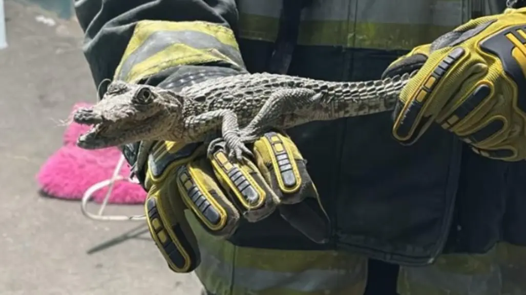 VIDEO | Así fue el rescate de un caimán en un domicilio de Cadereyta