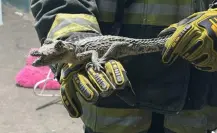 VIDEO | Así fue el rescate de un caimán en un domicilio de Cadereyta