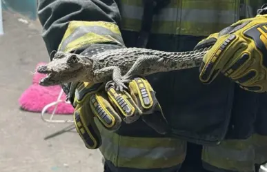 VIDEO | Así fue el rescate de un caimán en un domicilio de Cadereyta