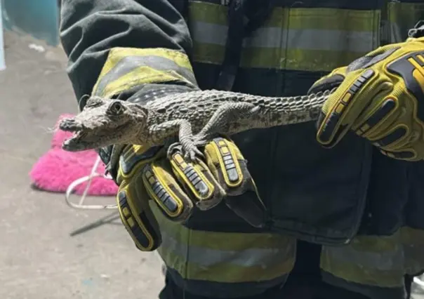VIDEO | Así fue el rescate de un caimán en un domicilio de Cadereyta