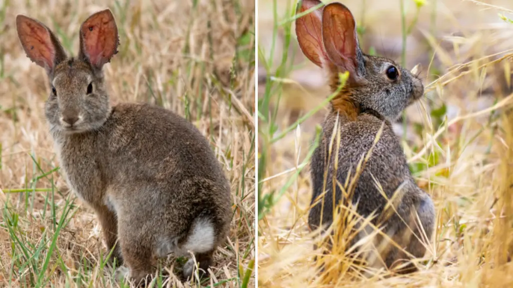 Este animal único en el mundo vive en una isla de BCS y podría desaparecer para siempre